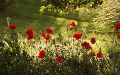 vadvirág fény címlapfotó pipacs tavasz