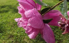 Pünkösdi rózsa eső után