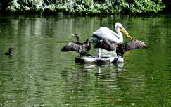 pelikán vizimadár kormorán