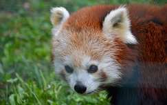 vörös panda panda