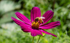 nyári virág pillangóvirág méh rovar