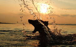 naplemente balaton címlapfotó kutya tó magyarország vízcsepp