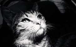címlapfotó macska fekete-fehér