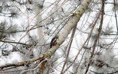 madár zúzmara harkály tél