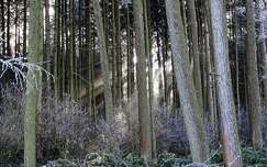 fény zúzmara erdő tél