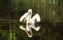 pelikán vizimadár tükröződés