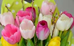 tulipán tavaszi virág címlapfotó barka tavasz virágcsokor és dekoráció