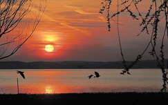 naplemente balaton címlapfotó vizimadár tó magyarország