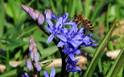 tavasz tavaszi virág méh rovar