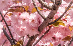 japán cseresznye tavasz címlapfotó