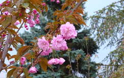 Japán cseresznyefa virága