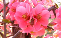 japánbirs virága