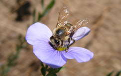 vadvirág méh rovar