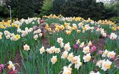 kertek és parkok tavaszi virág nárcisz
