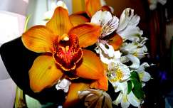 orchidea frézia trópusi virág