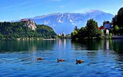 szlovénia tó várak és kastélyok hegy kacsa címlapfotó tavasz alpok bledi-tó