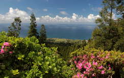 rododendron portugália azori-szigetek