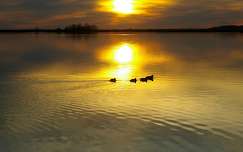 naplemente vizimadár kacsa tükröződés