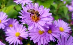 őszirózsa címlapfotó méh rovar