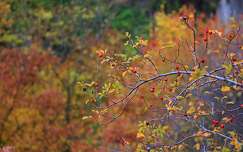 címlapfotó ősz csipkebogyó gyümölcs színes