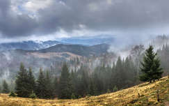 románia hegy fenyő kárpátok erdély örökzöld felhő