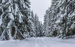 románia fenyő kárpátok út címlapfotó erdély erdő tél