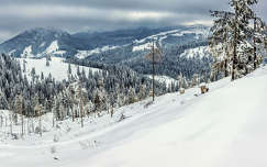 románia hegy fenyő kárpátok címlapfotó erdély erdő tél