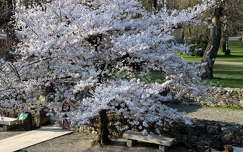 címlapfotó pad tavasz kertek és parkok virágzó fa