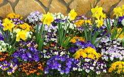 árvácska tavaszi virág nárcisz címlapfotó tavasz