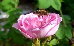 rózsa méh rovar