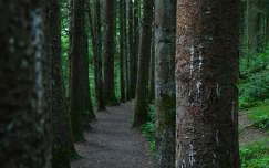 út címlapfotó írország erdő fasor