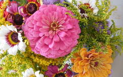 kokárdavirág címlapfotó rézvirág nyári virág virágcsokor