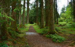 írország út erdő fasor