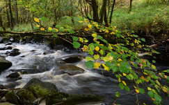 ősz írország patak