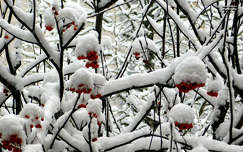 tél, hó, piros, bogyó, magyarország