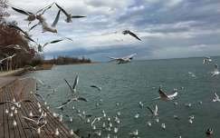 balaton címlapfotó sirály vizimadár tó magyarország
