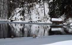 lúd faház alpok tükröződés tó tél