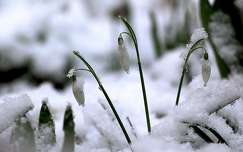 vadvirág tavaszi virág címlapfotó tavasz tél hóvirág