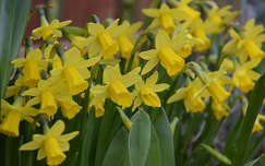 tavasz tavaszi virág címlapfotó nárcisz