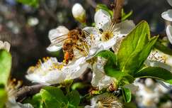 gyümölcsfavirág címlapfotó méh rovar