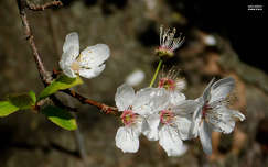 virágzó gyümölcsfa, tavasz, magyarország