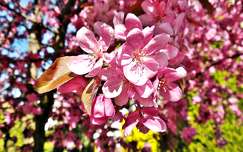 tavasz címlapfotó virágzó fa