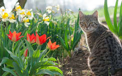 tulipán tavaszi virág nárcisz címlapfotó tavasz kertek és parkok macska