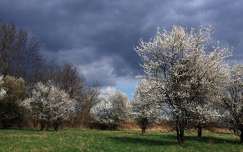 tavasz címlapfotó felhő virágzó fa