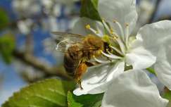 gyümölcsfavirág méh rovar