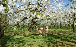 tavasz címlapfotó kutya virágzó fa