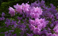 tavasz rododendron tavaszi virág címlapfotó