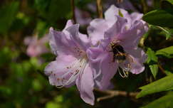 tavaszi virág rovar rododendron tavasz dongó