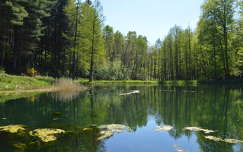 tavasz erdő tó tükröződés