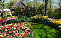 tulipán tavaszi virág címlapfotó tavasz kertek és parkok